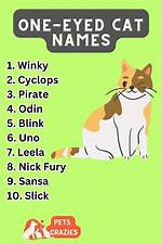 90+ One Eyed Cat Names: Unique Options for Your Brave Pet | Pangovet
