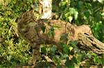 A Cat Made Friends with a Wild Lynx in a Zoo, and Now They’ve Been Inseparable for 12 Year's