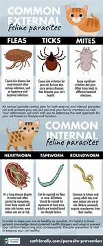 A Cat Parasite May Be Controlling Our Minds!
