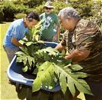 A Day for Appreciating Breadfruit | News, Sports, Jobs