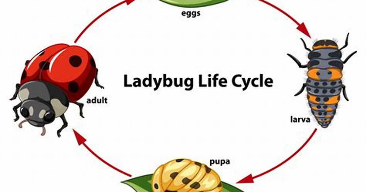 A Ladybug Life Cycle Time Lapse