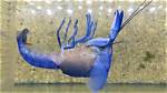 A Molting Blue Crayfish | the Kid Should See This