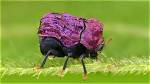 A Shiny, Purple, Warty Leaf Beetle in Ecuador