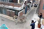 A Zebra Escaped from the Seoul Zoo and Spent 3 Hours Hoofing Around the Capital City