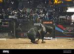 After Daniel Keeping’s Triumph, Bull Riding Legends Texas Rattlers Eye Unleash the Beast 2024 Repeat