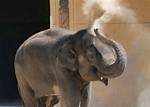 Ailing, 53-Year-Old Female Elephant Euthanized at Los Angeles Zoo