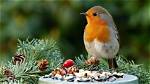 Alimentation Rouge Gorge