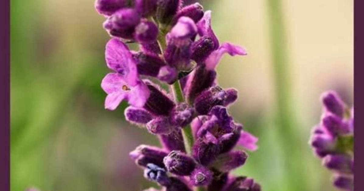 All You Need to Know About Lavender Marriage | Is This India’s Deepest Secret?