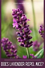 All You Need to Know About Lavender Marriage | Is This India’s Deepest Secret?