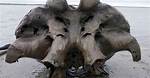 Amazing New Siberian Mammoth Remains May Lead to Cloning Breakthrough