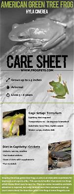 American Green Tree Frog: Care Sheet, Lifespan & More (With Pictures)