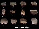 Ancient Tools Provide Earliest Evidence of Rice Harvesting