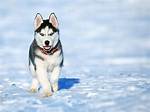 Animal Guide: Husky | Nature