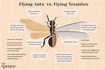 Ants as a Sign of Termites