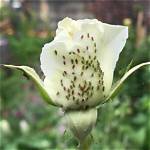 Aphids on Roses - How to Discuss