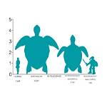 Archelon: the Biggest Turtle to Ever Live