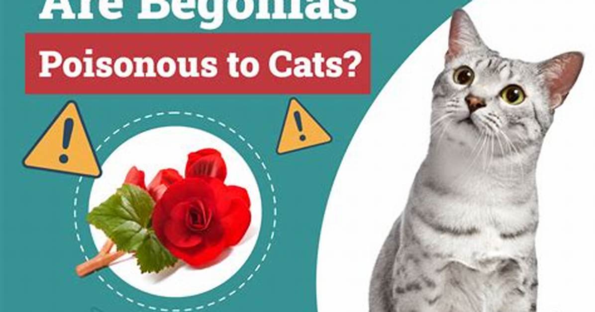 Are Begonias Poisonous to Cats? Vet-Reviewed Facts & Safety Guide