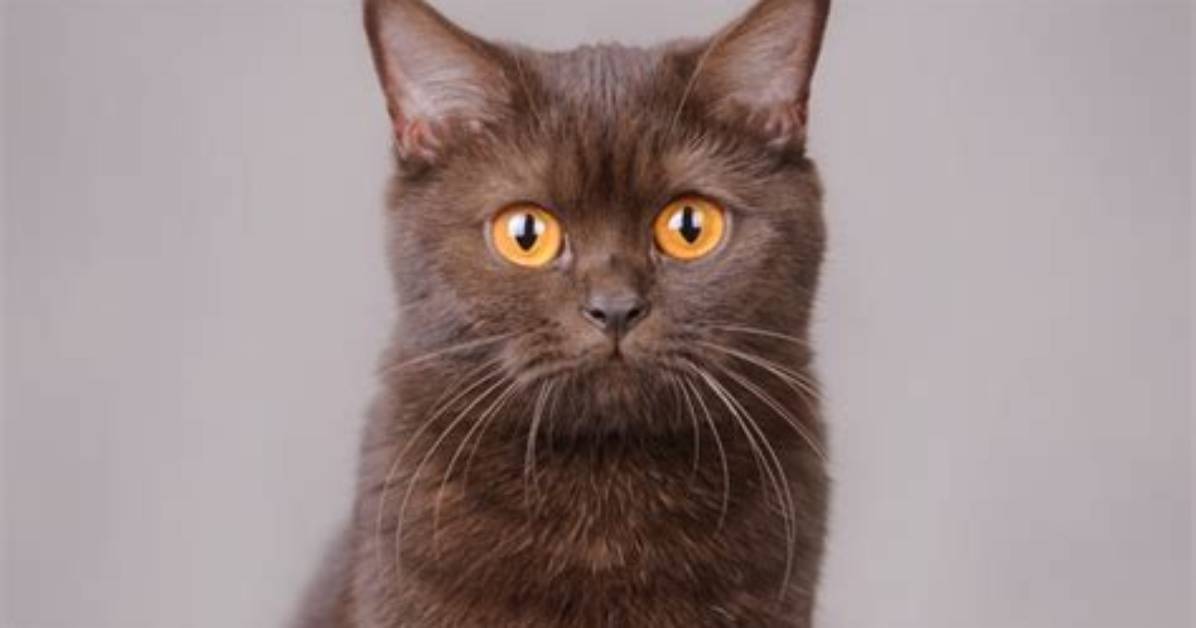 Are Brown Cats Rare? Facts, Breeds & Pictures