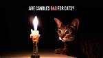 Are Candles Bad for Cats? Risks & Safety Tips