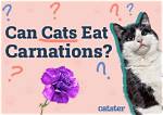 Are Carnations Toxic to Cats? Vet-Reviewed Facts