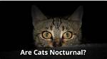 Are Cats Nocturnal? Feline Biorhythm Explained (Vet Reviewed)