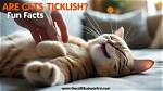 Are Cats Ticklish? Interesting Facts & Tips