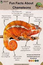 Are Chameleons Dangerous? Facts, & Faq | Pangovet