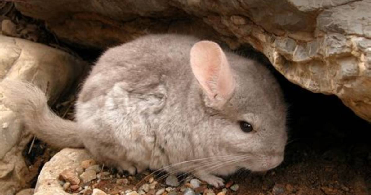 Are Chinchillas Endangered? What You Need to Know | Pangovet