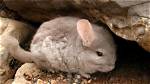 Are Chinchillas Endangered? What You Need to Know | Pangovet