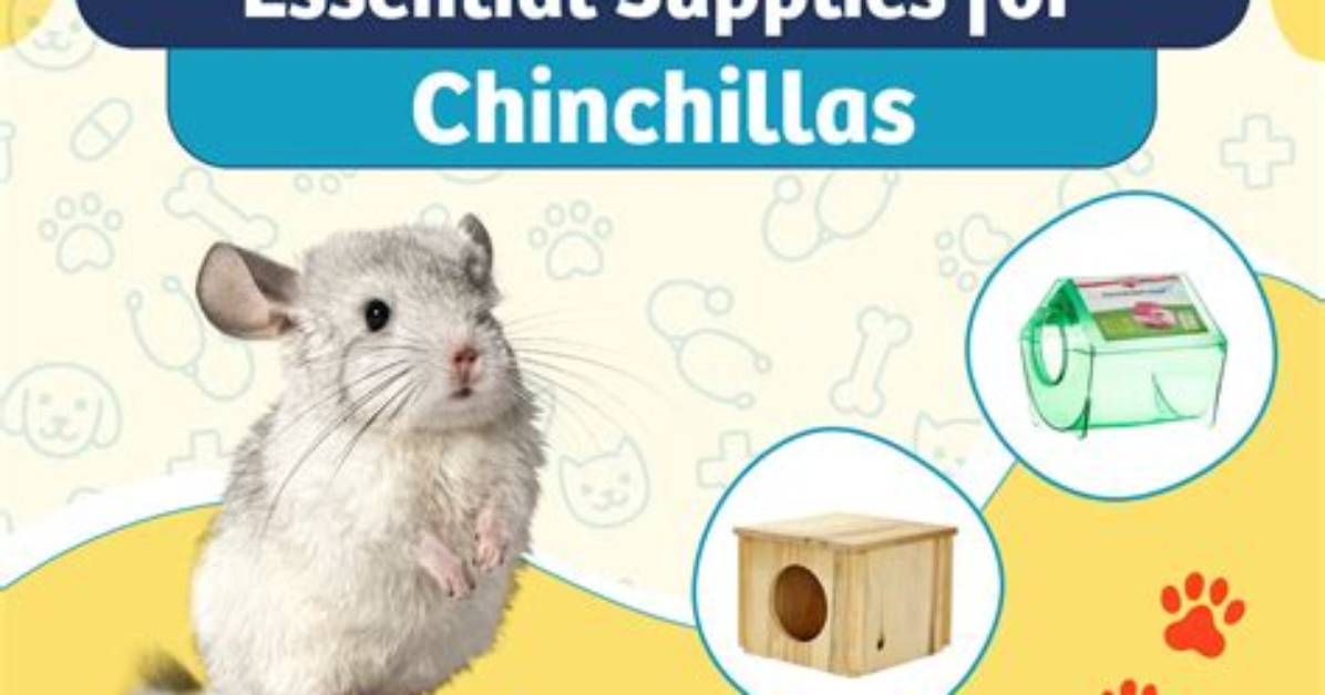 Are Chinchillas Rodents? Vet-Reviewed Taxonomy | Pangovet