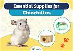 Are Chinchillas Rodents? Vet-Reviewed Taxonomy | Pangovet