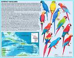 Are Cuban Macaws Extinct? Avian Facts & 2024 Update