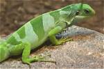 Are Iguanas Endangered? What You Need to Know