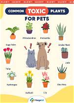Are Philodendrons Toxic to Cats? Vet-Reviewed Facts & Faq