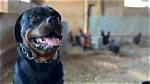 Are Rottweilers Good Herding and Farm Dogs? Facts & Faq