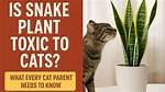 Are Snake Plants Toxic to Cats? Vet-Reviewed Facts & Tips