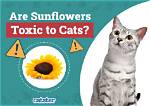Are Sunflowers Toxic to Cats? What You Need to Know