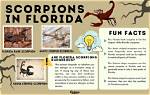 Are There Scorpions in Florida? What to Watch out For
