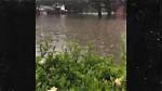 Arian Foster's Houston Home Flooded by Hurricane Harvey Arian Foster Houston Home Severely Flooded. .. During Hurricane Harvey Breaking News 8/28/2017 8:29 Am Pt