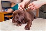 Asia Album: Pets Gets Free Vaccination on World Zoonoses Day in Hyderabad, India - Xinhua