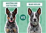 Australian Cattle Dog vs Blue Heeler: the Key Differences (With Pictures)