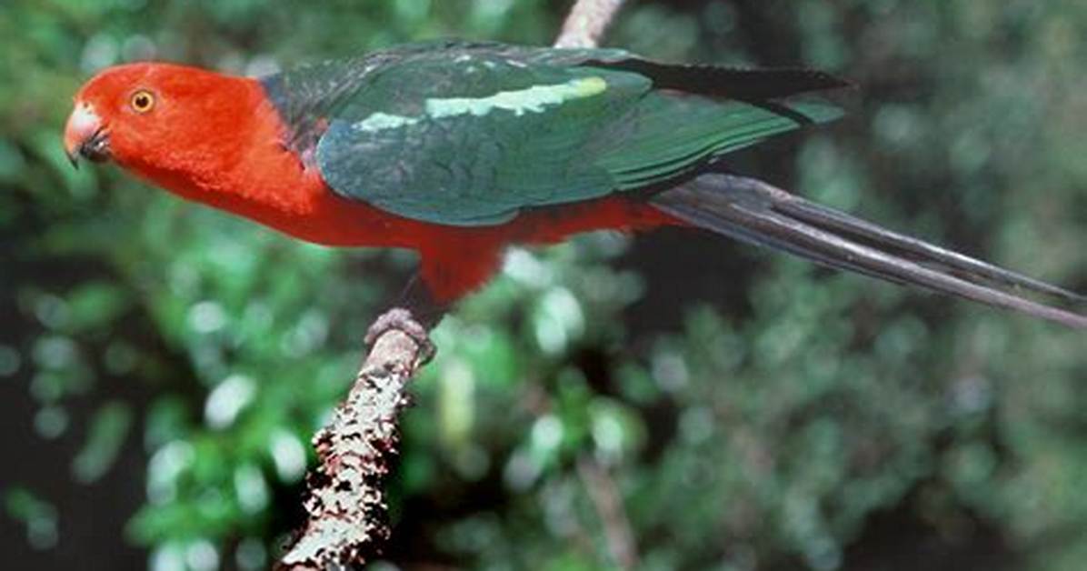 Australian King Parrot: Facts, Diet & Care (With Pictures)