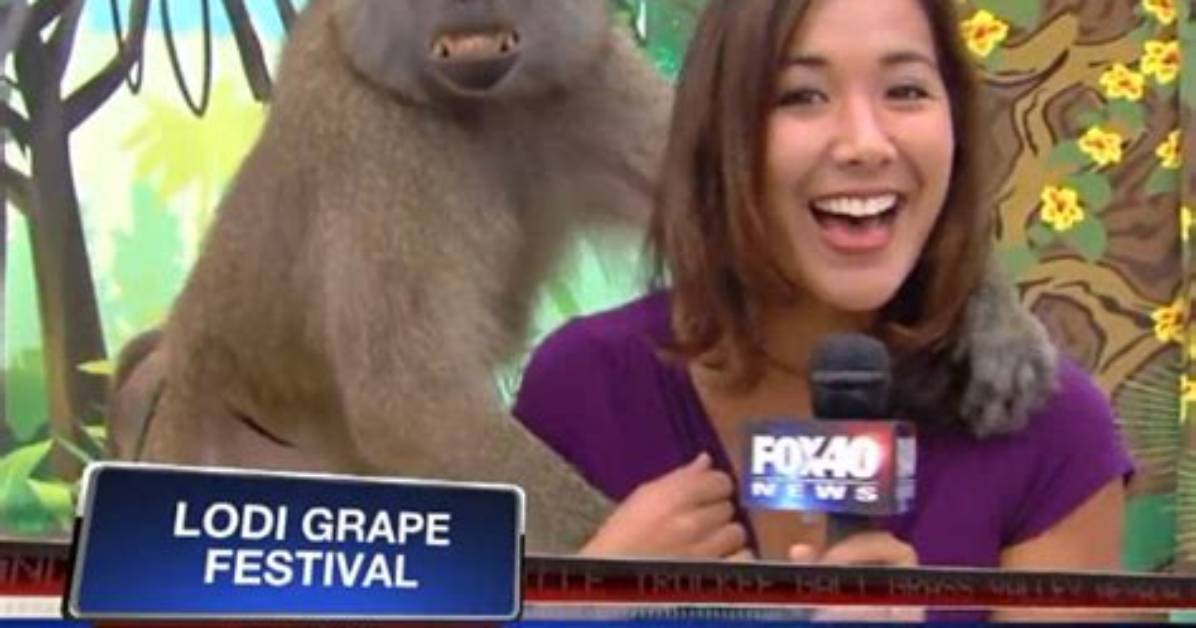 Baboon Grabs Reporter's Breast During Live Segment
