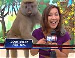 Baboon Grabs Reporter's Breast During Live Segment