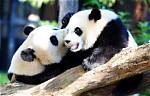 Birth of Panda Cub Brings ‘Joyous News’ to the National Zoo