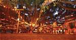 Birthday Party to Mark Iconic Lahaina Banyan Tree’s 150Th Anniversary | News, Sports, Jobs