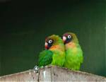 Black-Cheeked Lovebird: Traits, Food & Care Guide (With Pictures)