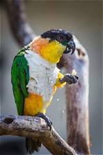 Black-Headed Caique: Facts, Food & Care Guide (With Pictures) | Pangovet