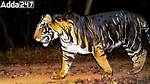 Black Tiger Safari in Odisha: What's Special About It? | Beyond Kerala