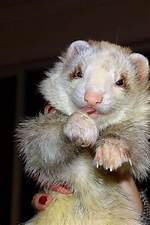 Blaze Ferret: Facts & Rarity (With Pictures)